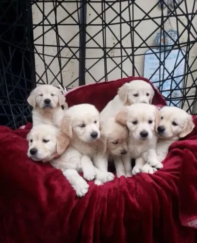 Golden Retriever adoção responsável
