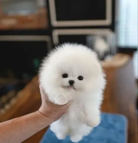 Filhotes de Spitz Alemão | Venha se surpreender com tanta fofura!