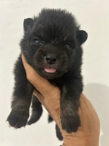 Vendo filhotes spitz alemão 