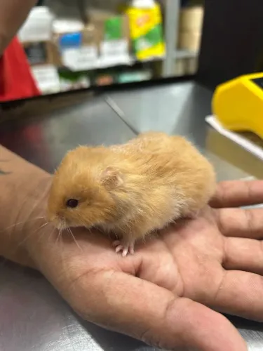 Hamster mini filhote