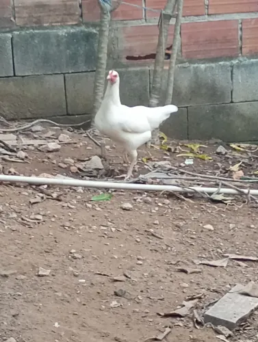 Vendo 4 Galinhas caipira