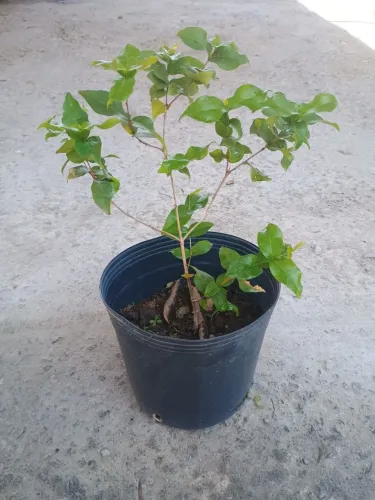 Vendas de mudas de plantas