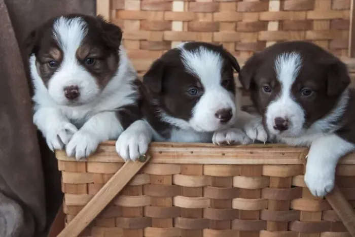 Filhotes de Border Collie | Amor peludo pronto para o novo lar.
