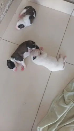 Doação de cachorro