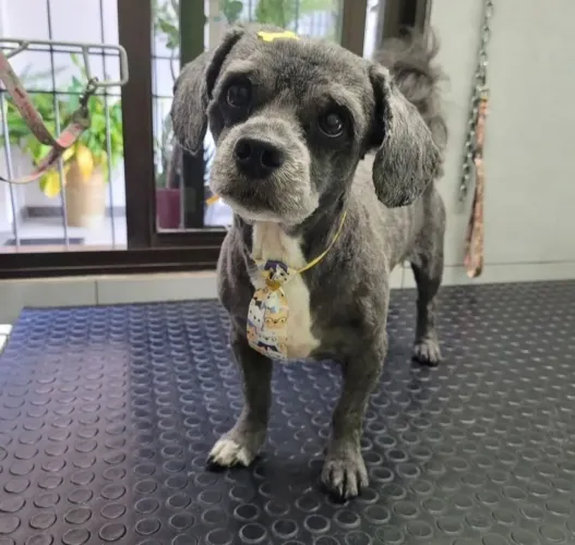 Lhasa apso macho adulto para adoção responsável