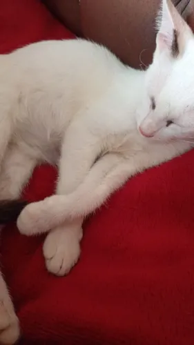 Doação de gato