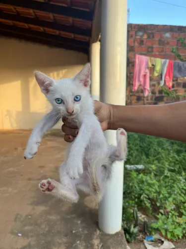 Doação gato macho