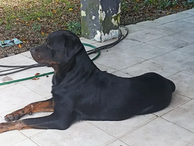 Doação de Rotwailler 