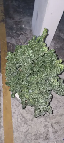 Cactos monstro