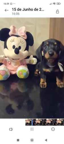 Dachshund femea preta e canela