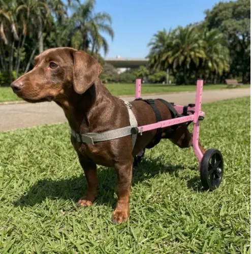Cadeirinha de Rodas Pet Rosa
