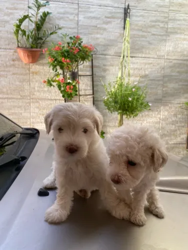Poodles champagnes machos pronta entrega fotos reais
