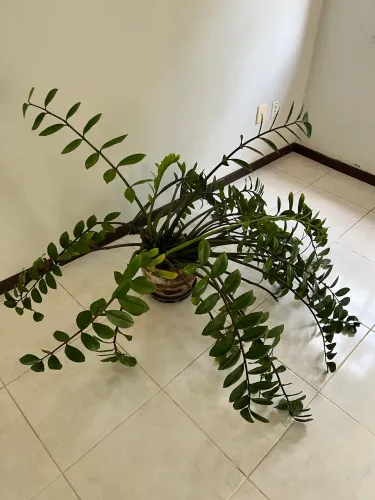 Zamioculca de 15 anos