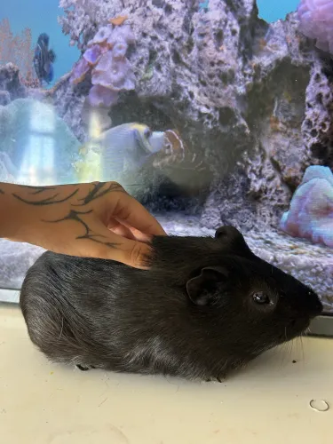 Doação de porquinho da índia 