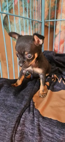 Pinscher fêmea 0
