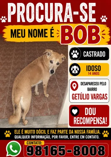Cachorro desaparecido 