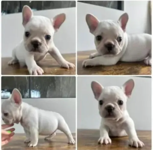 Bulldog frances pedigree opcional