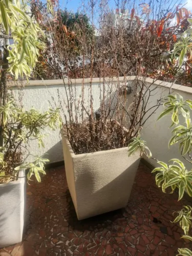 Vaso de Planta Grande (com terra)