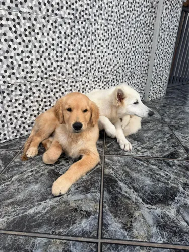 Golden Retriever Macho Vacinado e Microchipado - Filhote