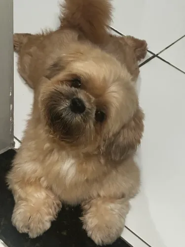Procura-se uma namorada 