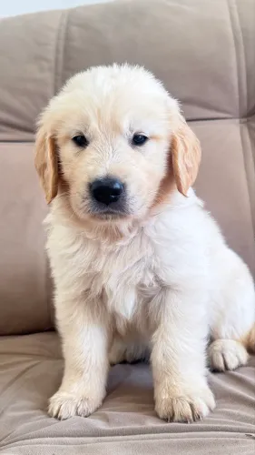 Filhote Macho Golden Retriever