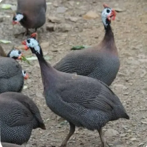 Vendo galinhas da Angola e patos