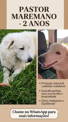 Cachorro filhote de Pastor Maremano fêmea