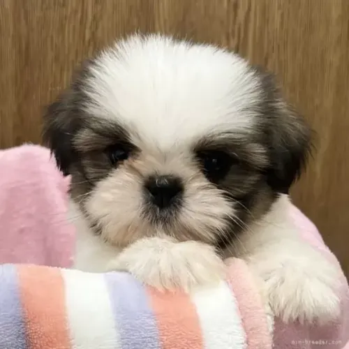 Shih tzu/shitzu Macho e Fêmea de Linhagem em SP