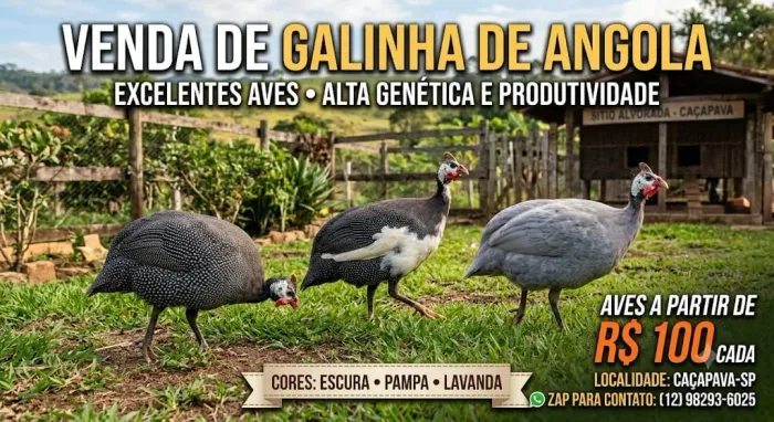 Galinha de angola