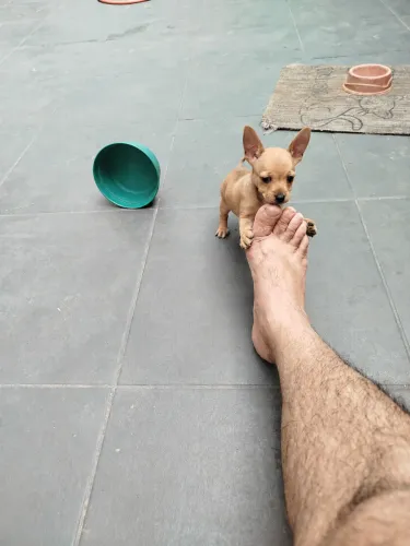 Pinscher femea
