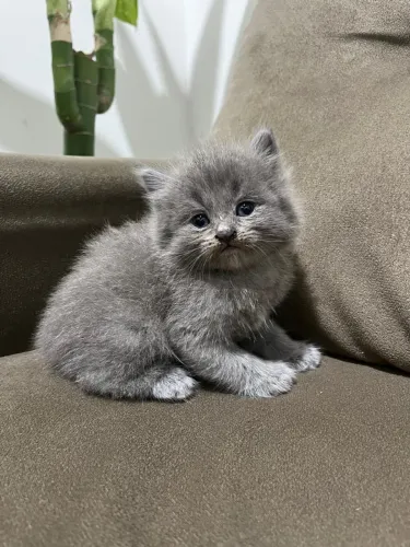 Vende-se filhotes de gato raça persa