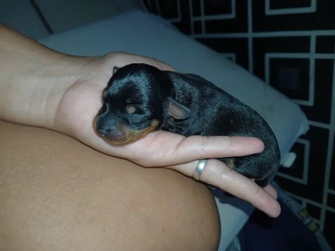 Vendo filhote fêmea de pinscher Número 1.