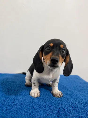 Dachshund filhotes