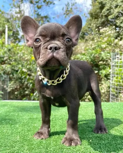 Buldogue  francês 