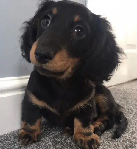 Daschund pelo longo