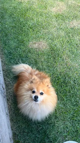 Lulu da Pomerânia Fofíssimo para ser doado! 