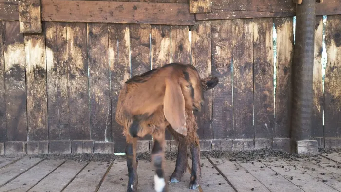 Cabrito anglo nubiano puro