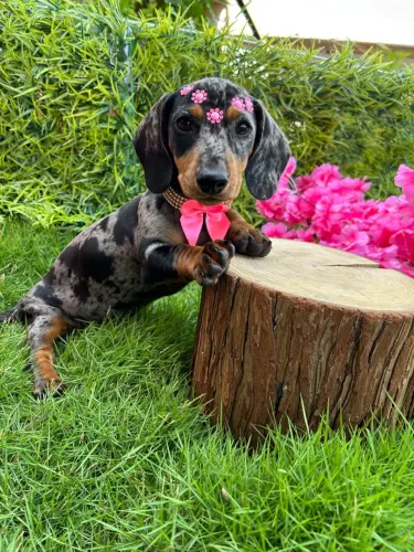 Dachshund Miniatura