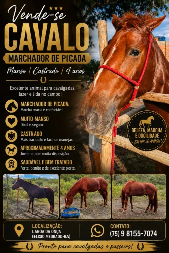 Cavalo alazão