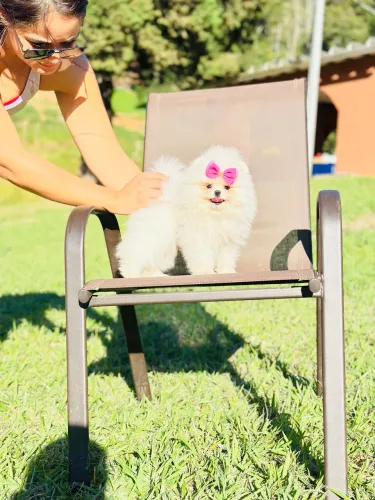 Lulu da pomerania ALTO PADRÃO!! Spitz alemão