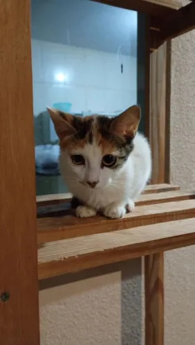 2 gatos filhotes para doação 
