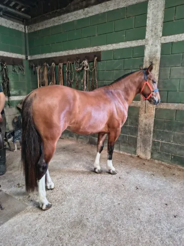 Vende-se cavalo crioulo