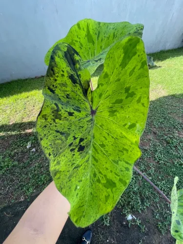 Colocasia Mojito