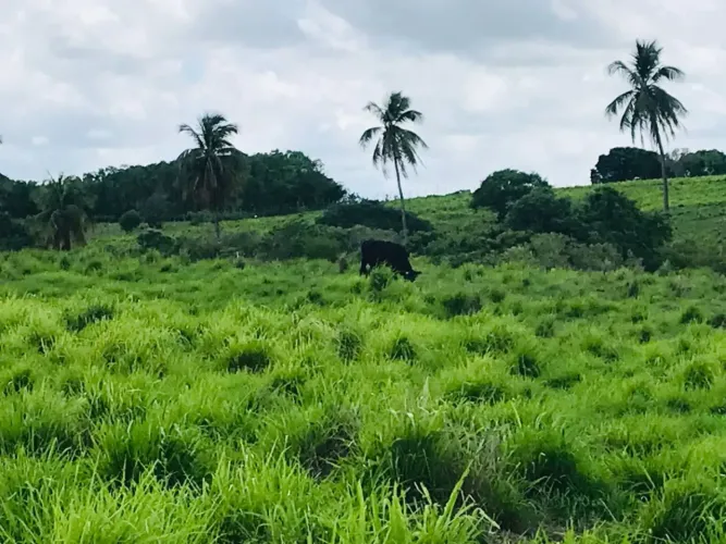 Fazenda/Sítio/Chácara fazenda com 20 hectares 98% plantada com 2 casas cortada pelo rio T