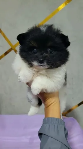 Lindos filhotes de lulu da Pomerânia