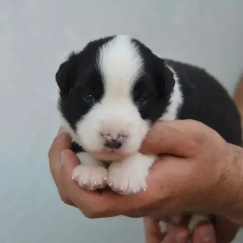 Filhotes de Border Collie | Filhote cheio de ternura.