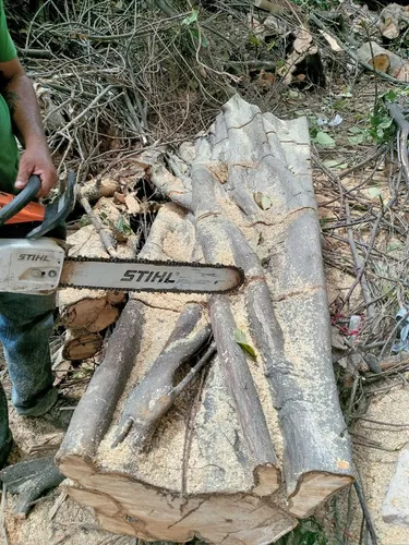 Poda de árvores e coqueiros jardineiro paisagista