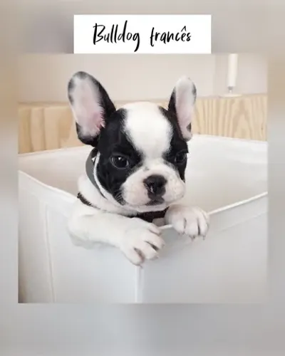 Bulldog francês com pedigree e microchip