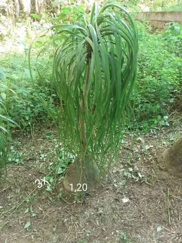 Pata de elefante 1,20