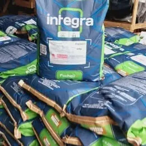 Semente de Massai 10kg Revestida - Facholli